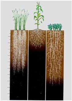 alfalfa root comparison