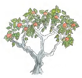 apple tree drawing