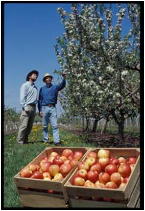 apples luby and dbedford in orchard