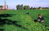 alfalfa mutation in field