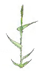 turfgrass drawing