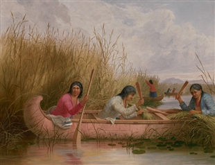 seth Eastman wild rice native americans